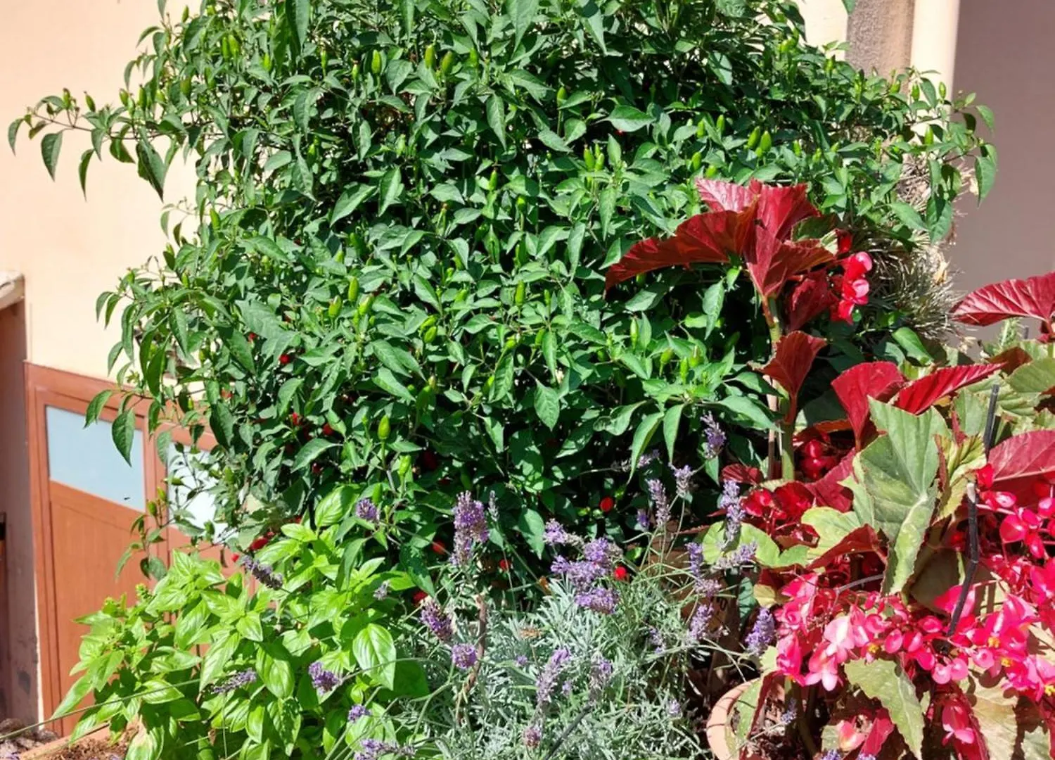 Les Estrelles Apartment Alghero